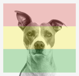 An image of a dog with one ear raised listening to reggae and a rastafarian flag colors over the top of the photo