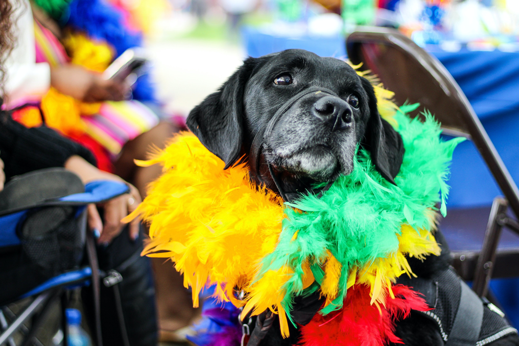 A dog at a music festival wearing reggae colored feathers around his neck